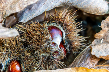 Castanea sativa pertenece a la familia Fagaceae.