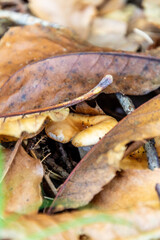 Naklejka premium Vegetación en una zona rural.