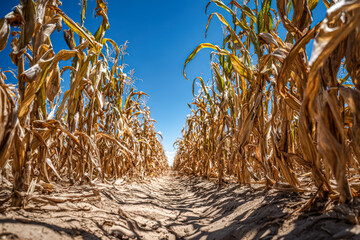 This image captures a wide view of a cornfield with dried stalks under a clear blue sky, showcasing the harsh conditions of the environment.