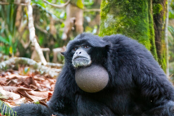 Singe Siamang - Symphalangus syndactylus - en gros plan	