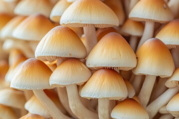 mushrooms on a green grass