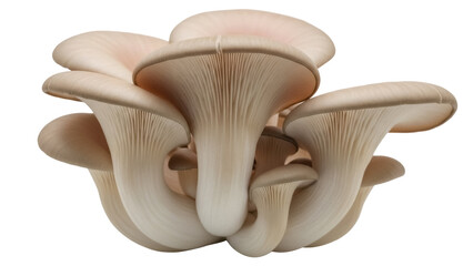 Oyster mushrooms isolated PNG on transparent background, edible fungi with a delicate flavor and velvety texture for gourmet cooking