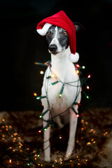 Weihnachtliches Portrait eines Windhundes