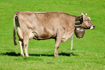 Kuh mit Kuhglocke