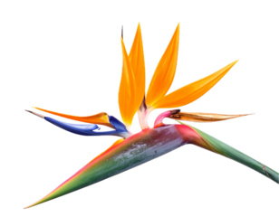 Strelitzia flower isolated on white background