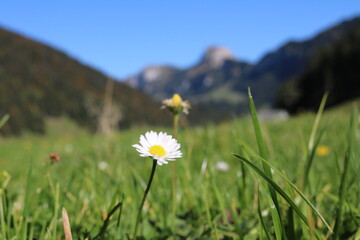 Blumen in den Bergen