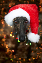 Weihnachtliches Portrait eines Windhundes