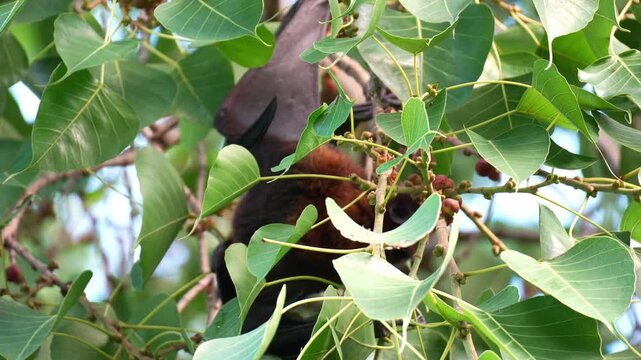 A wild Australian flying fox hanging upside down from the branch amidst lush greenery, actively feeding on the fruits close up shot.