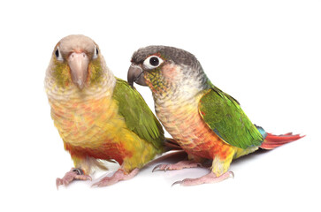 conure cinnamon in studio