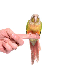 conure cinnamon in studio