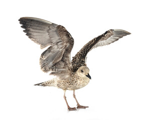 Obraz premium European herring gull