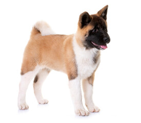 amerikan akita in studio