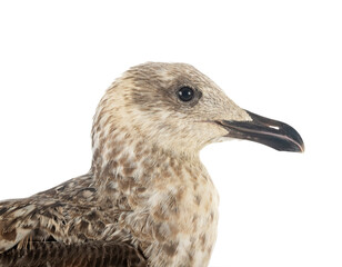 European herring gull