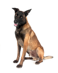 malinois in studio