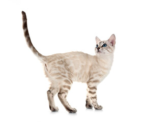 bengal kitten in studio