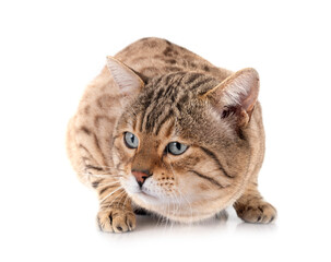 bengal kitten in studio