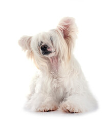 Chinese Crested Dog Powderpuff