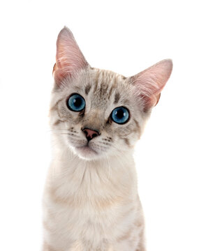 bengal kitten in studio