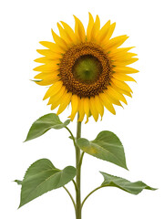Fototapeta premium Single Sunflower Tree Isolated on Transparent and White Background