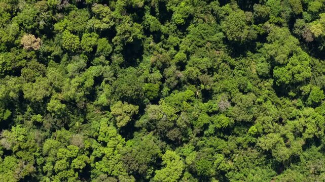 Top down drone view above dense subtropical forest canopy, showing continuous green vegetation from directly overhead