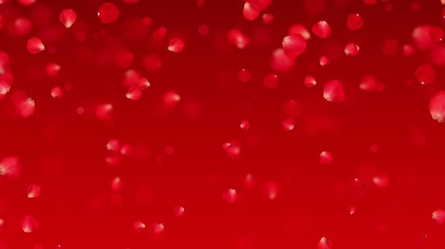 realistic red rose flower petals and bokeh lights falling , valentines day romantic love and marriage social media background