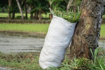 A white sack filled with fresh green grass for livestock feed leaning against a tree trunk in a...
