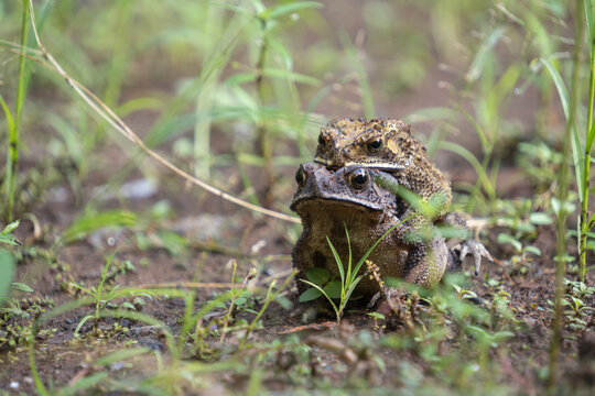 A pair of common toads engaging in amplexus mating behavior on the ground surrounded by green grass in a natural habitat.