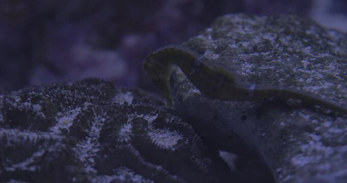 Hippocampe dans aquarium
