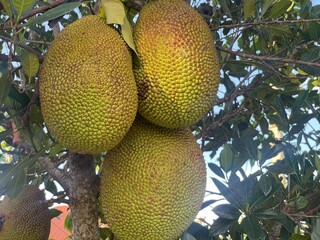 ackfruits hanging on a tree. The image showcases the texture and details of the fruit © Rezki