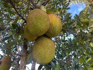 ackfruits hanging on a tree. The image showcases the texture and details of the fruit © Rezki