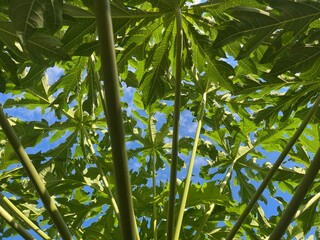 Looking up through a papaya tree with green leaves and a blue sky. The image showcases the beauty of nature