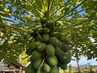 Looking up at a papaya tree laden with fruit and leaves against the sky. The image showcases a bountiful harvest