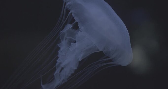 M&eacute;duse dans aquarium