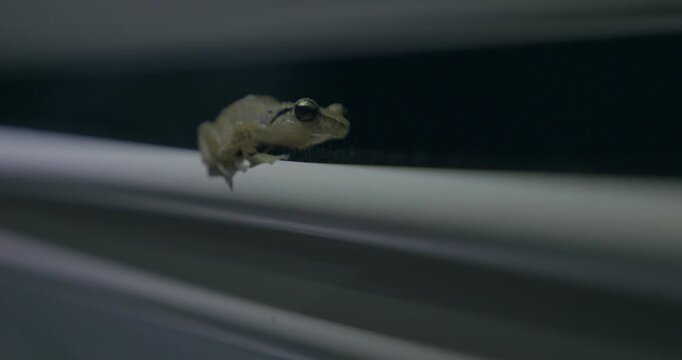 guadeloupe grenouille hylode
