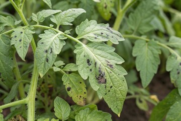 sick tomato leaves with black disease spot