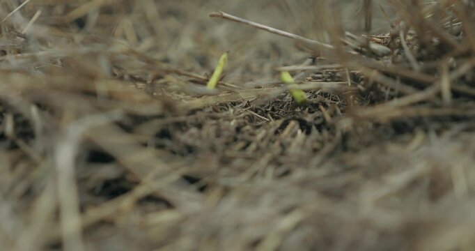 Fourmis au travail en gros plan