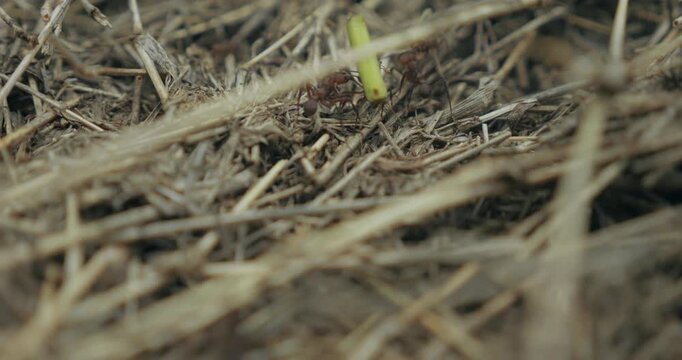 Fourmis au travail en gros plan