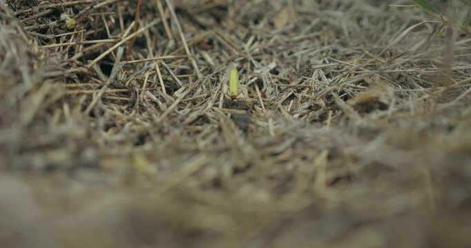 Fourmis au travail en gros plan