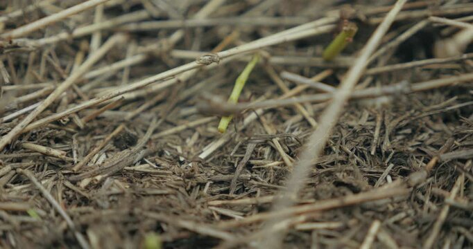 Fourmis au travail en gros plan