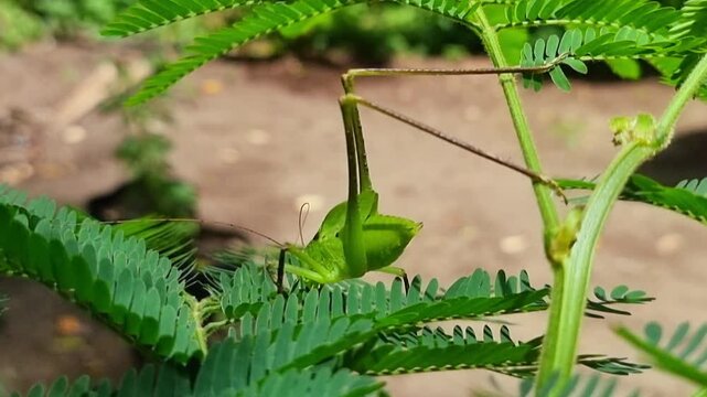 Vibrant green grasshopper on plant leaves nature.