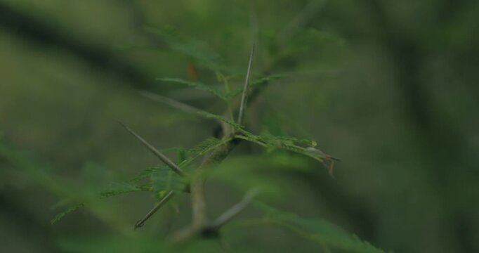 Plantes &eacute;pineuses Guadeloupe