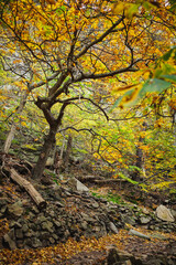 Steep Hiking Trail on the Schurre Path in the Harz Mountains