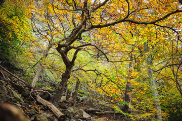 Steep Hiking Trail on the Schurre Path in the Harz Mountains