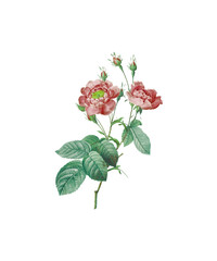 pink rose isolated on white background