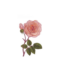 pink rose isolated on white background