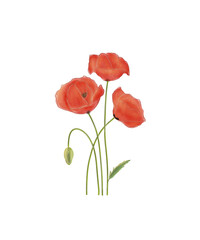 red poppy isolated on white