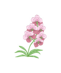 pink flowers on white background