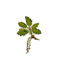 bunch of green grapes isolated on white