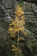 Small Tree with Yellow Autumn Leaves Growing Against Rock Face