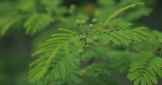 Arbuste fleuri guadeloupe